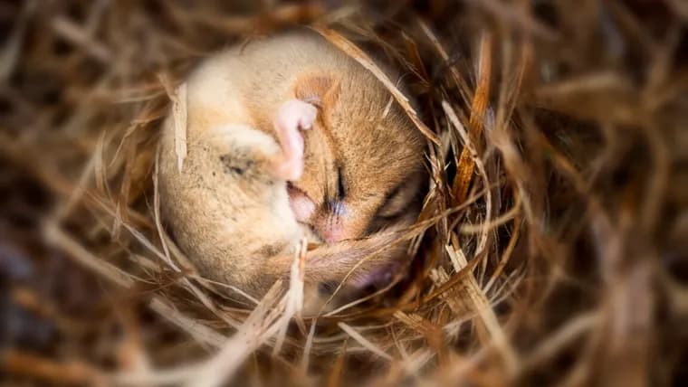 Hibernation wipes out half a mouse's synapses, yet memories survive