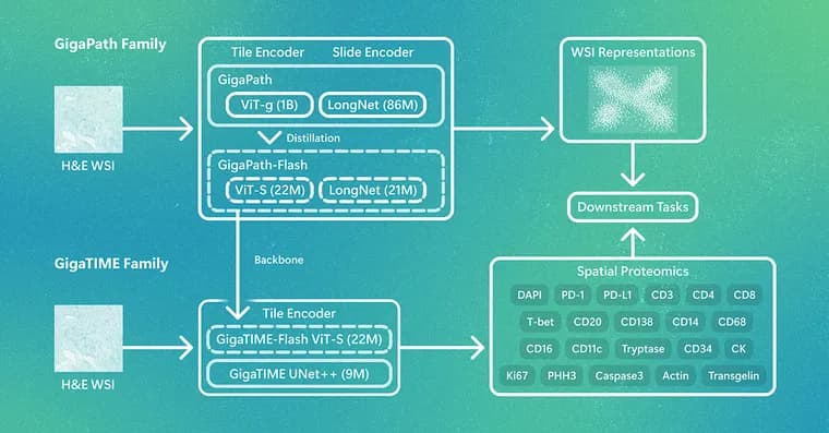 Microsoft open-sources GigaPath-Flash and GigaTIME-Flash pathology models