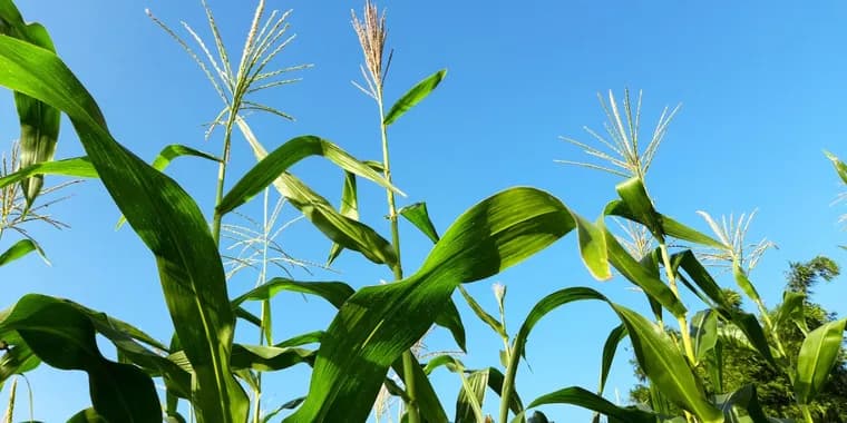 Fertilizer prices near 2022 highs as war in Iran squeezes natural gas