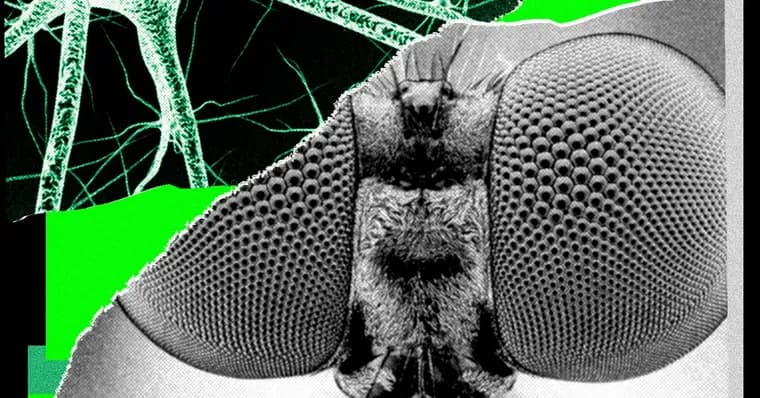 Google's fruit fly connectome sparks headline bots, stock trades