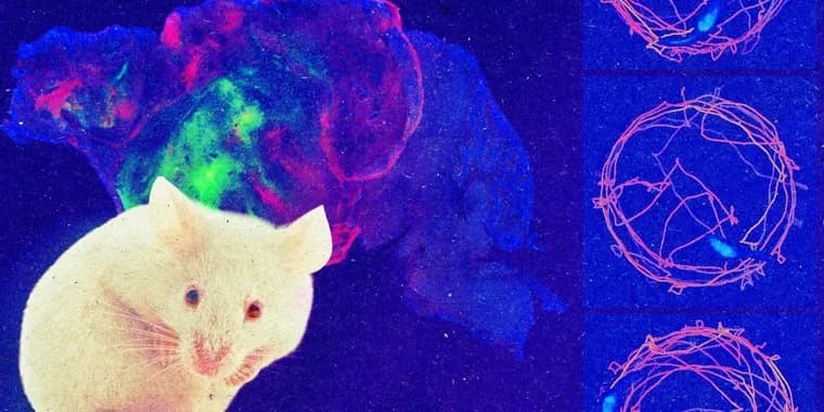MIT Technology Review's Download: mice with human brain cells, and AI's week