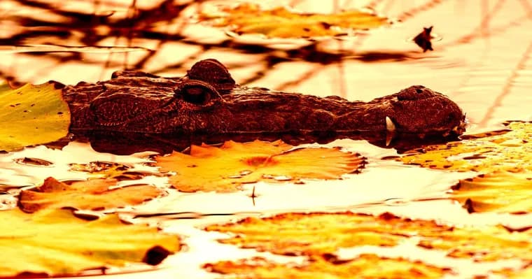 Man faces up to three years in Singapore over Gemini crocodile image