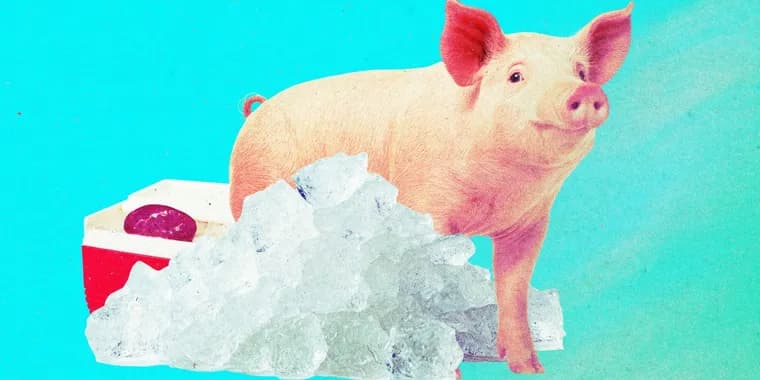 Pig kidneys vitrified at -150 °C, one for a year, work again after rewarming