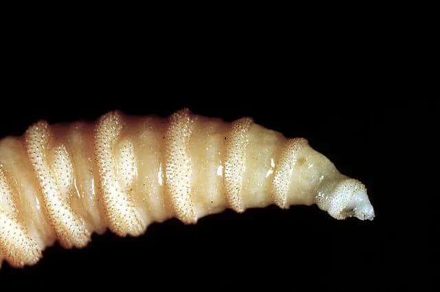 Screwworm parasite infections in Mexico top 500 as human case rate triples