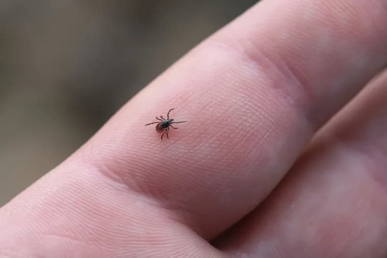 LymeAlert arrives in August as first at-home Lyme tick test