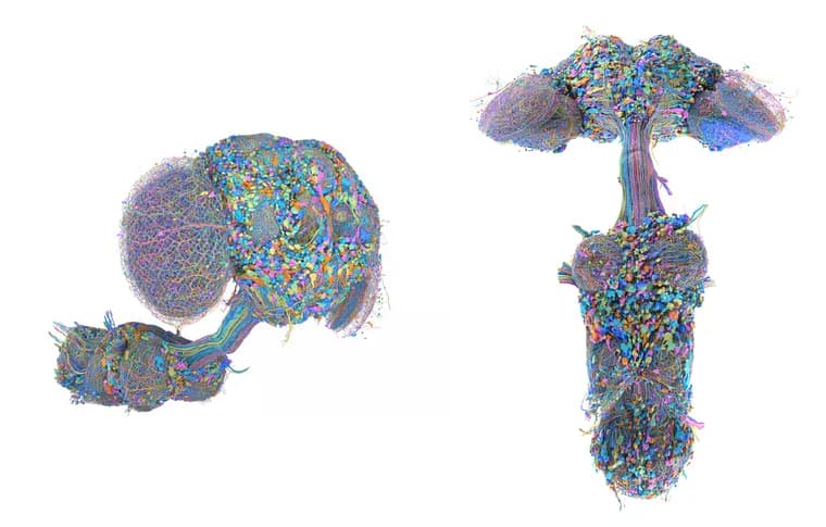 Google and HHMI Janelia map the complete male fruit fly brain